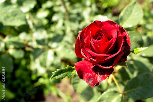 The open, bright bud of a red rose grows in the garden