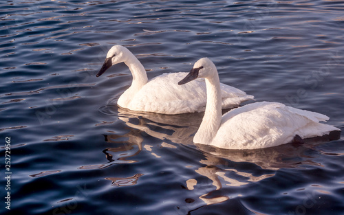 Swans are playing in open water of a lake at early spring time 