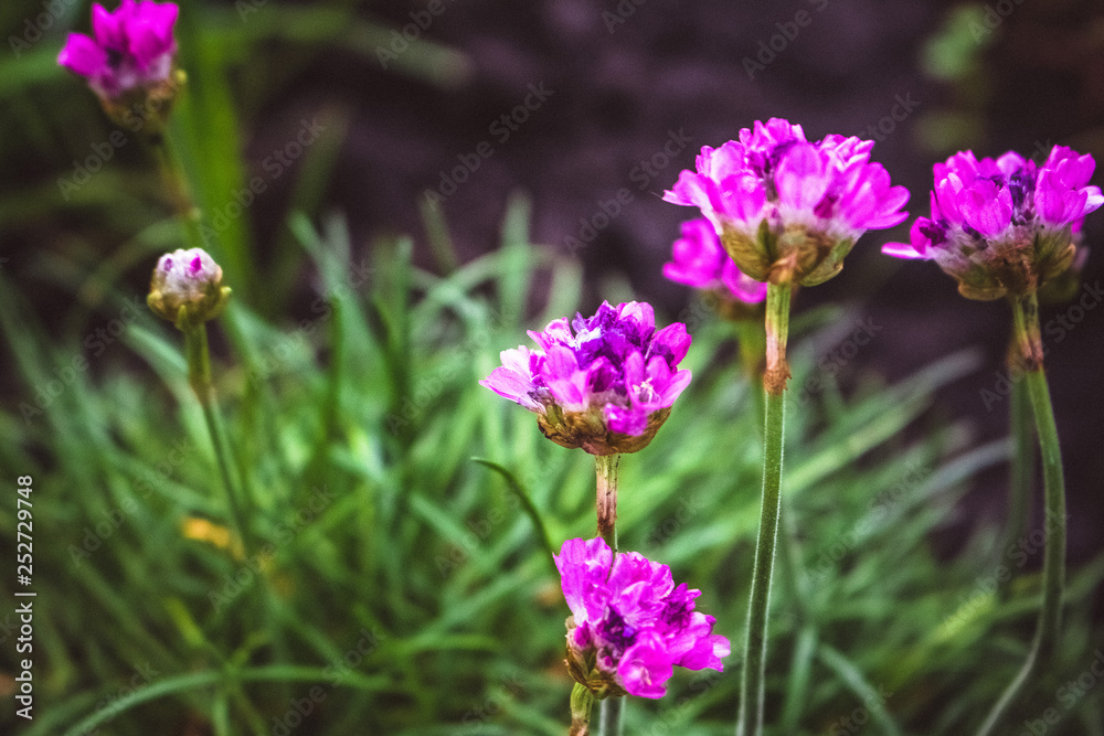 many small pink flowers growing in the garden many small pink flowers growing in the garden