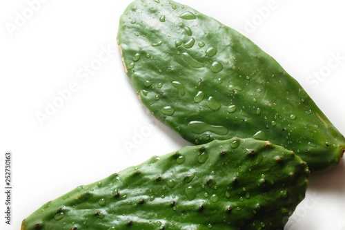 Prickly pear cactus  Opuntia isolated on white background. On the leaves of large drops of water 