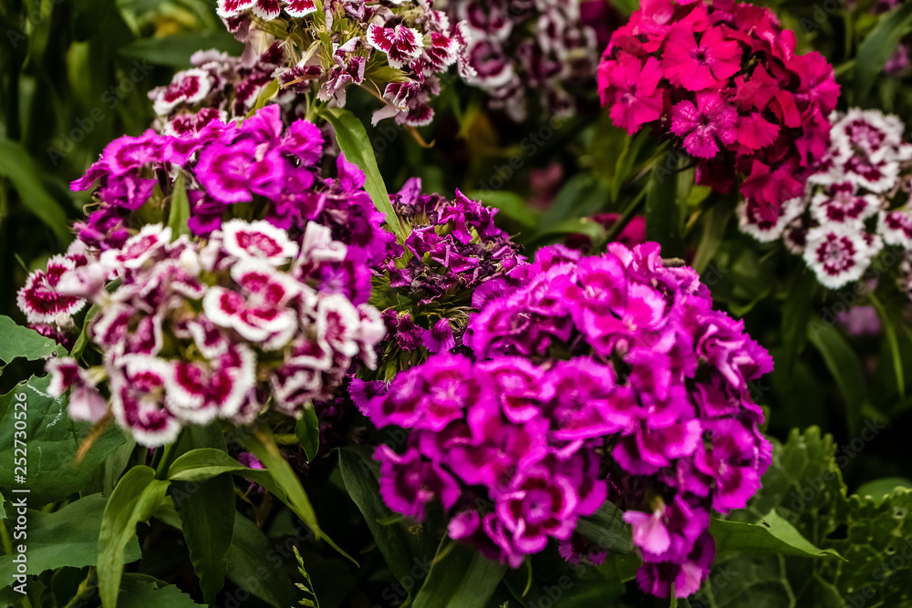 In the garden grow beautiful colorful, bright flowers. Turkish carnation In the garden grow beautiful colorful, bright flowers. Turkish carnation