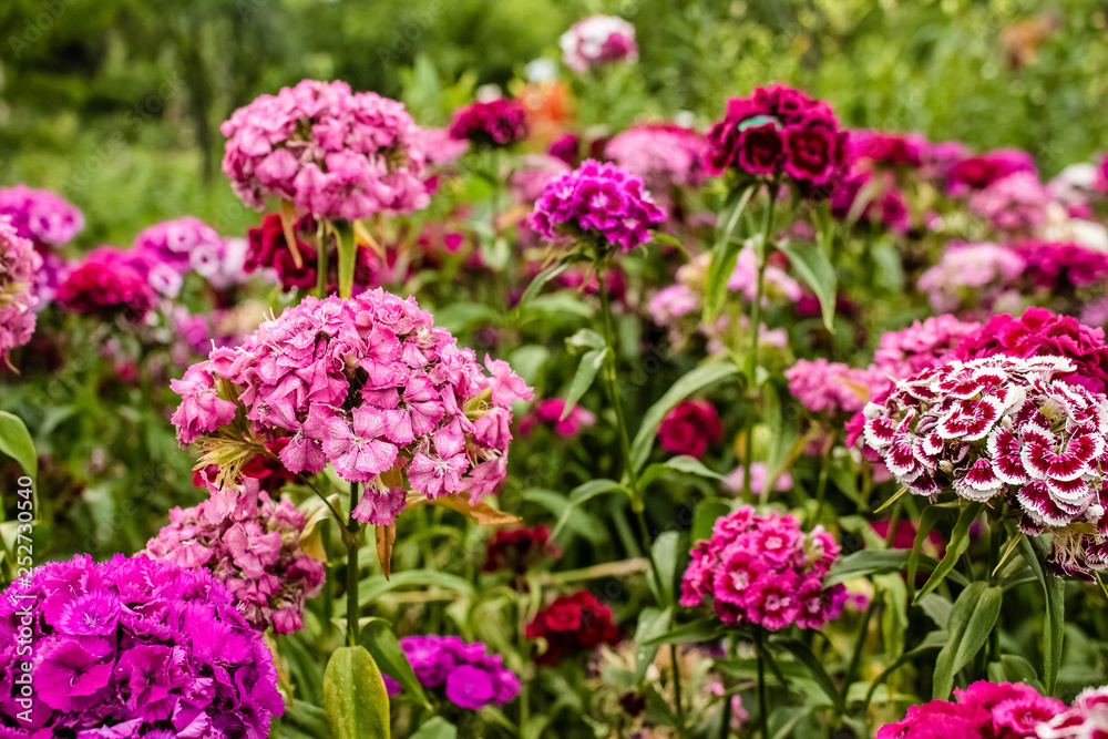 In the garden grow beautiful colorful, bright flowers.  Turkish carnation