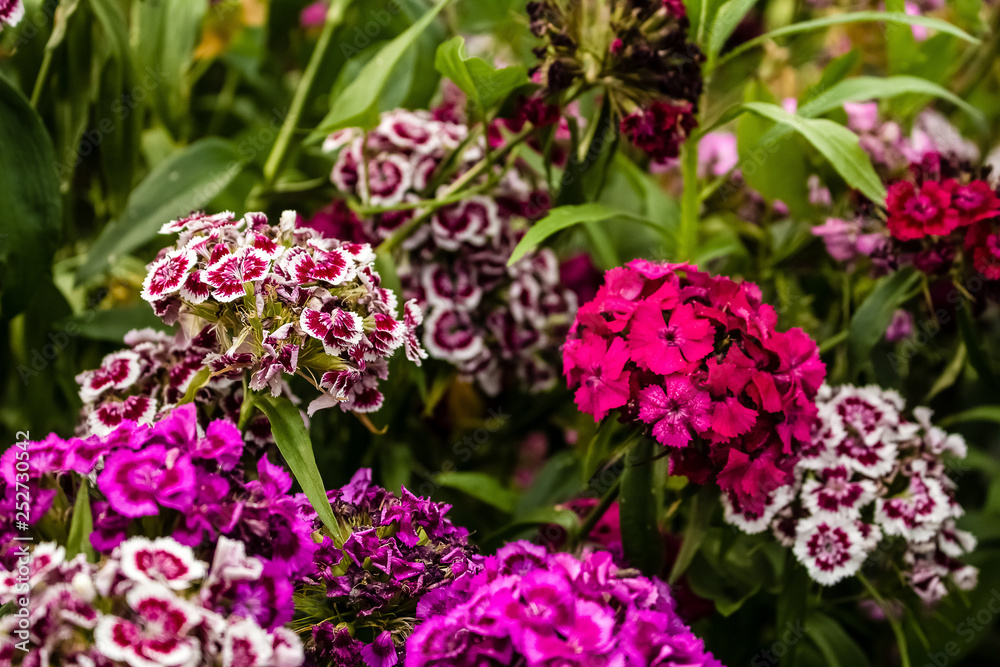 In the garden grow beautiful colorful, bright flowers. Turkish carnation In the garden grow beautiful colorful, bright flowers. Turkish carnation