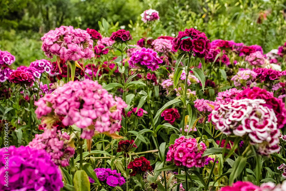 In the garden grow beautiful colorful, bright flowers. Turkish carnation In the garden grow beautiful colorful, bright flowers. Turkish carnation