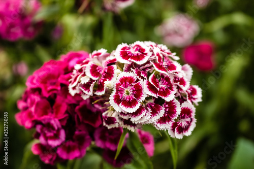 In the garden grow beautiful colorful  bright flowers.  Turkish carnation