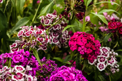 Fototapeta Naklejka Na Ścianę i Meble -  In the garden grow beautiful colorful, bright flowers.  Turkish carnation