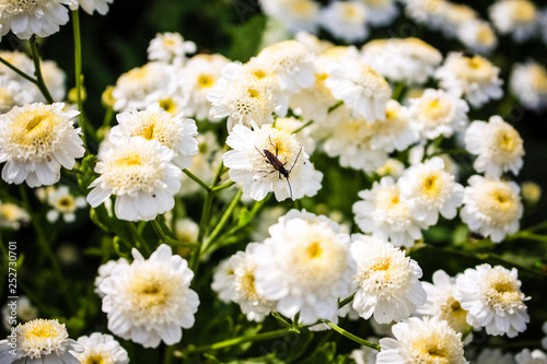 Small flowers  white tansy.  Many grow in the garden.