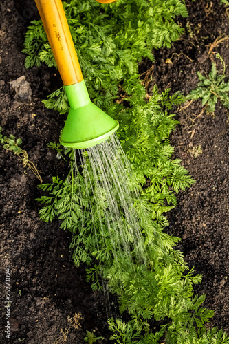 Water flows from the watering can to water the plant carrots