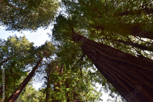 Looking up at the giant Redwood trees