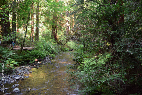Creek in the redwood forest