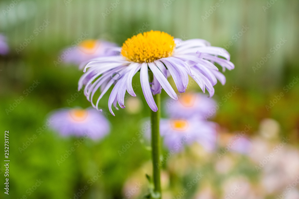 Obraz premium Decorative lilac daisy close-up, growing in the garden.