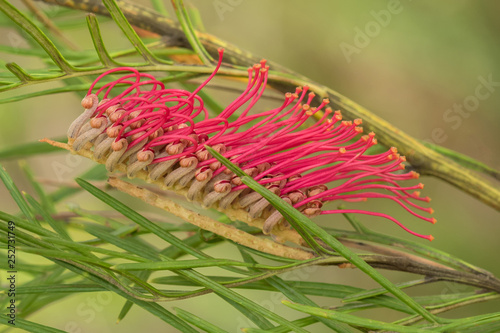 Grevillea Red Hooks (Grevillea hookeriana) - medium sized native Australian shrub with red toothbrush shaped flowers photo