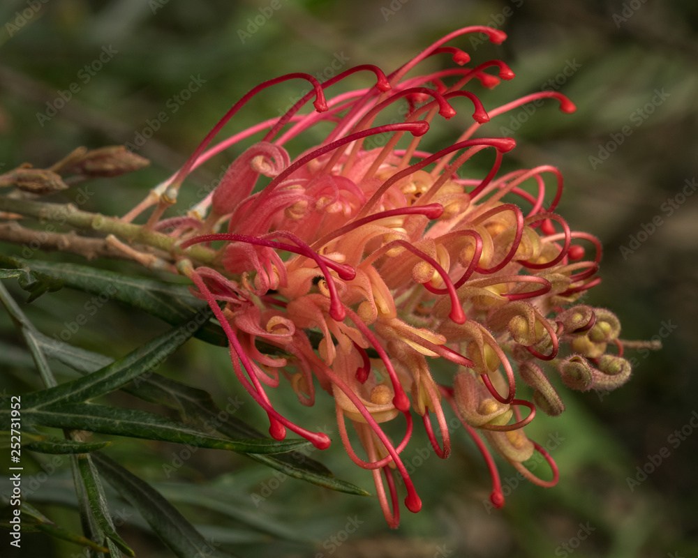 Close-up of Red Grevillea - native Australian shrub Close-up of Red Grevillea - native Australian shrub