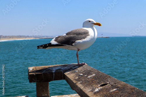 Seagull standing on the pier with one leg © Gabriel