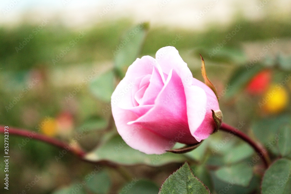 A delicate half-opened bud, a pink rose.  Grows in the garden.