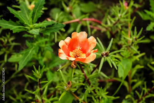 orange portulaca flower, closeup © Vera