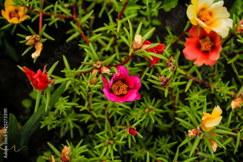 colorful portulaca flowers, closeup © Vera