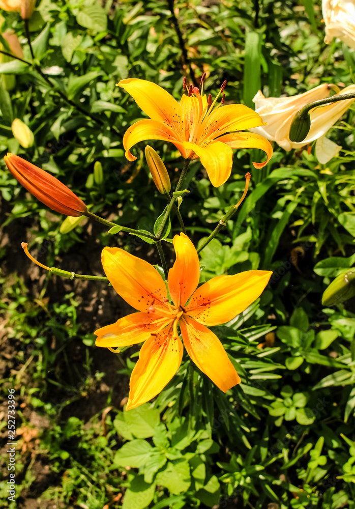 Fototapeta premium yellow lily flower in the shape of a bell