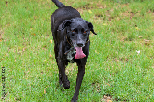 Portrait of a happy black mixed breed old dog with floppy ear on the farm