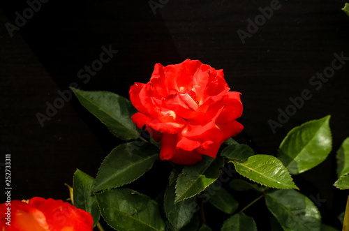 Fototapeta Naklejka Na Ścianę i Meble -  Red rose flower.