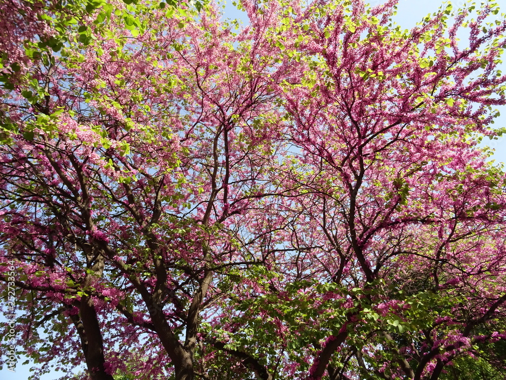 Small Pink Blossom on a Spring Tree