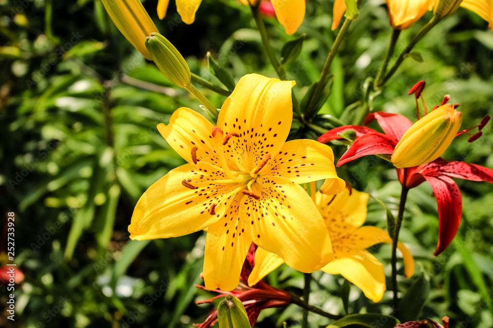 flower of a yellow lily, close-up flower of a yellow lily, close-up