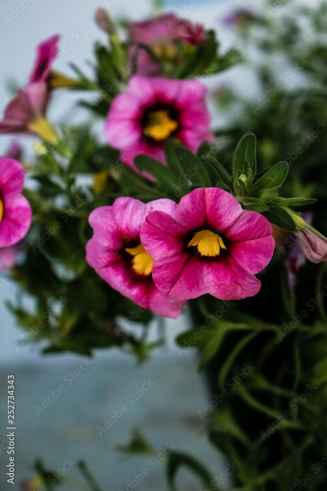 Brightly pink flowers of Petunia
