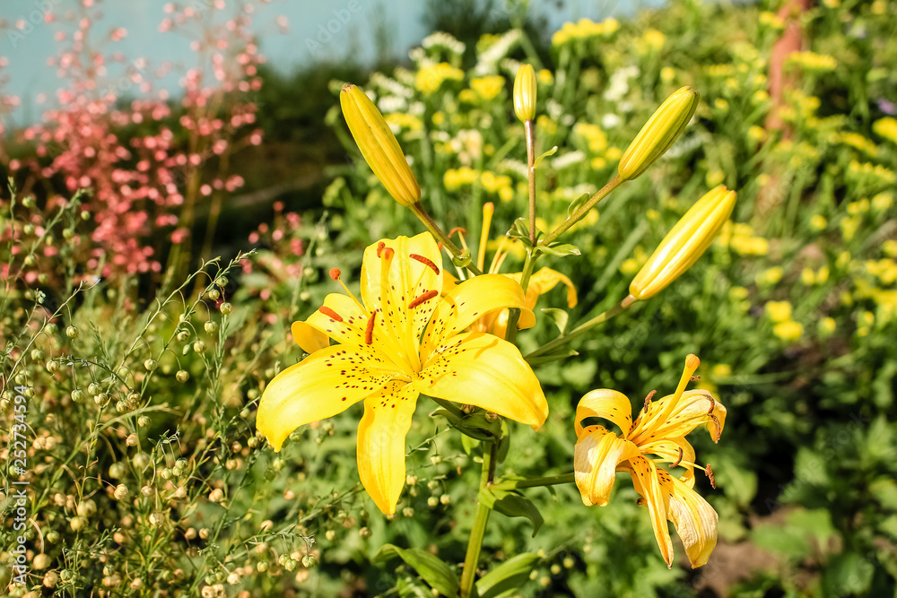 Fototapeta premium Large Lily flower, yellow with a red center
