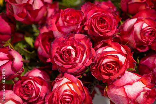 red roses and heart on wooden background