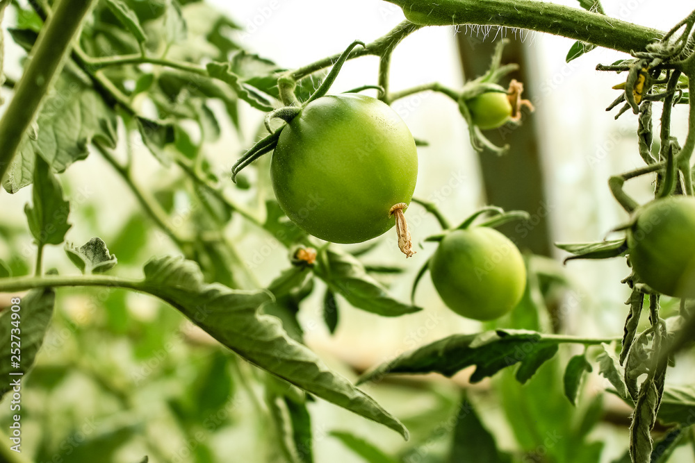 green tomatoes grow in a greenhouse green tomatoes grow in a greenhouse