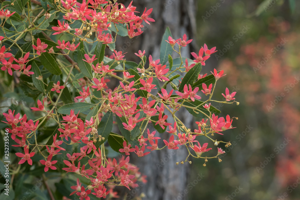 Bright red Christmas Bush flowers - native NSW bush which turns from white to red around Christmas Bright red Christmas Bush flowers - native NSW bush which turns from white to red around Christmas