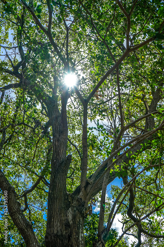 Light passin trough the branches of a young tree