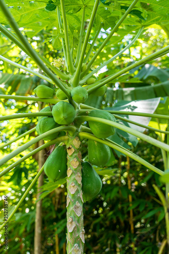 Bunch of green papaya on the tree in Indonesia