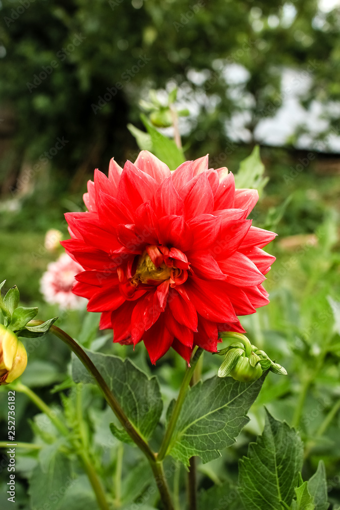 Red dahlia flower growing in the garden