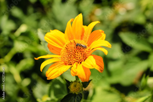 Yellow calendula flowers grow in the garden.  Close-up.