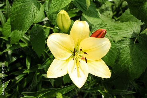 yellow lily flower in the shape of a bell