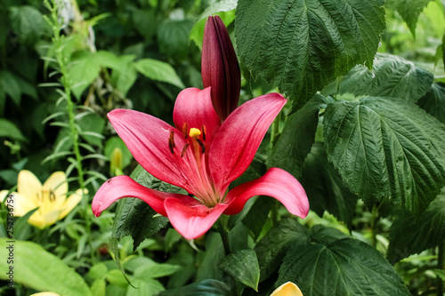 raspberry lily growing in the garden