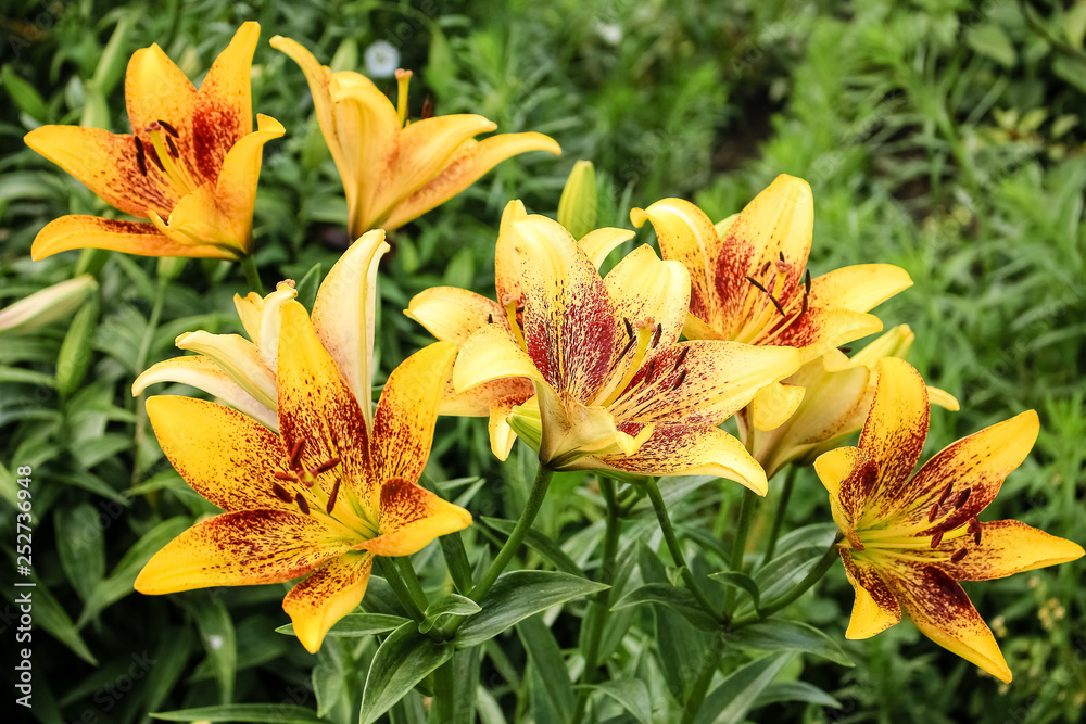 Large Lily flower, yellow with a red center Large Lily flower, yellow with a red center