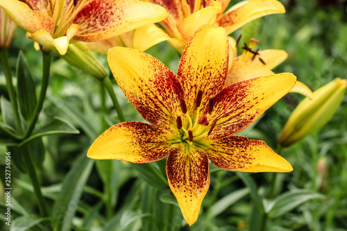 Large Lily flower, yellow with a red center