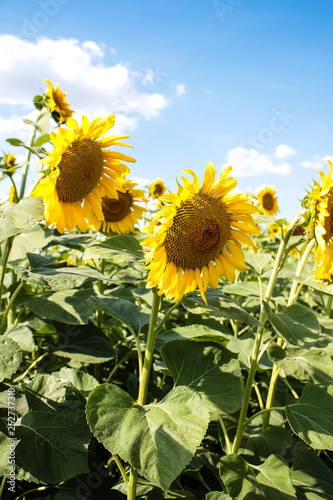 Beautiful sunflowers in the field natural background  Sunflower blooming