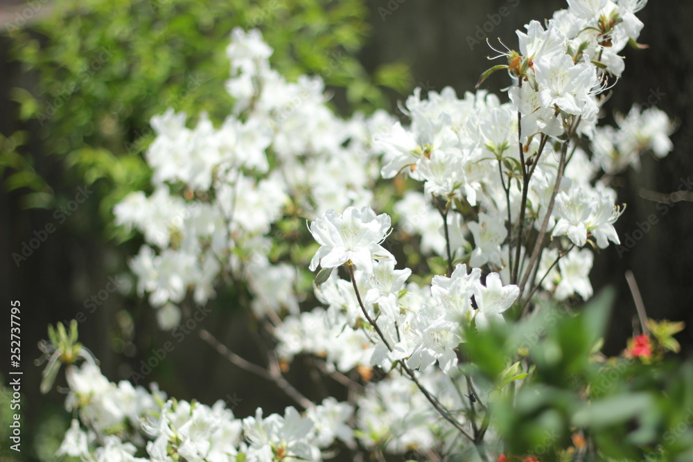 blooming white azalea in spring blooming white azalea in spring