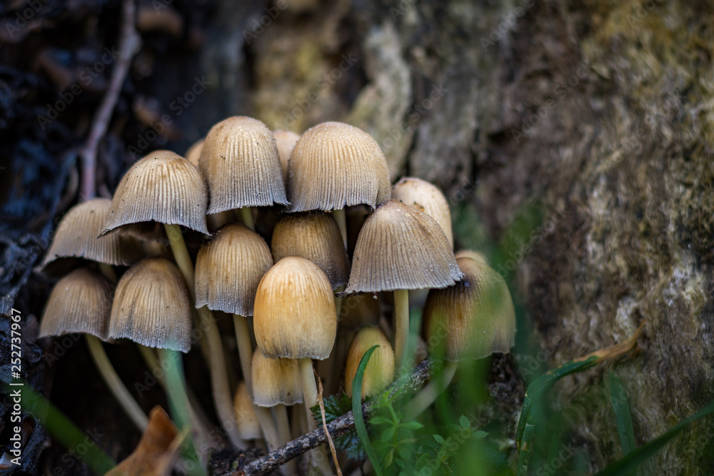 Pequeño grupo de setas en base de viejo tocón de madera en otoño. Pequeño grupo de setas en base de viejo tocón de madera en otoño.