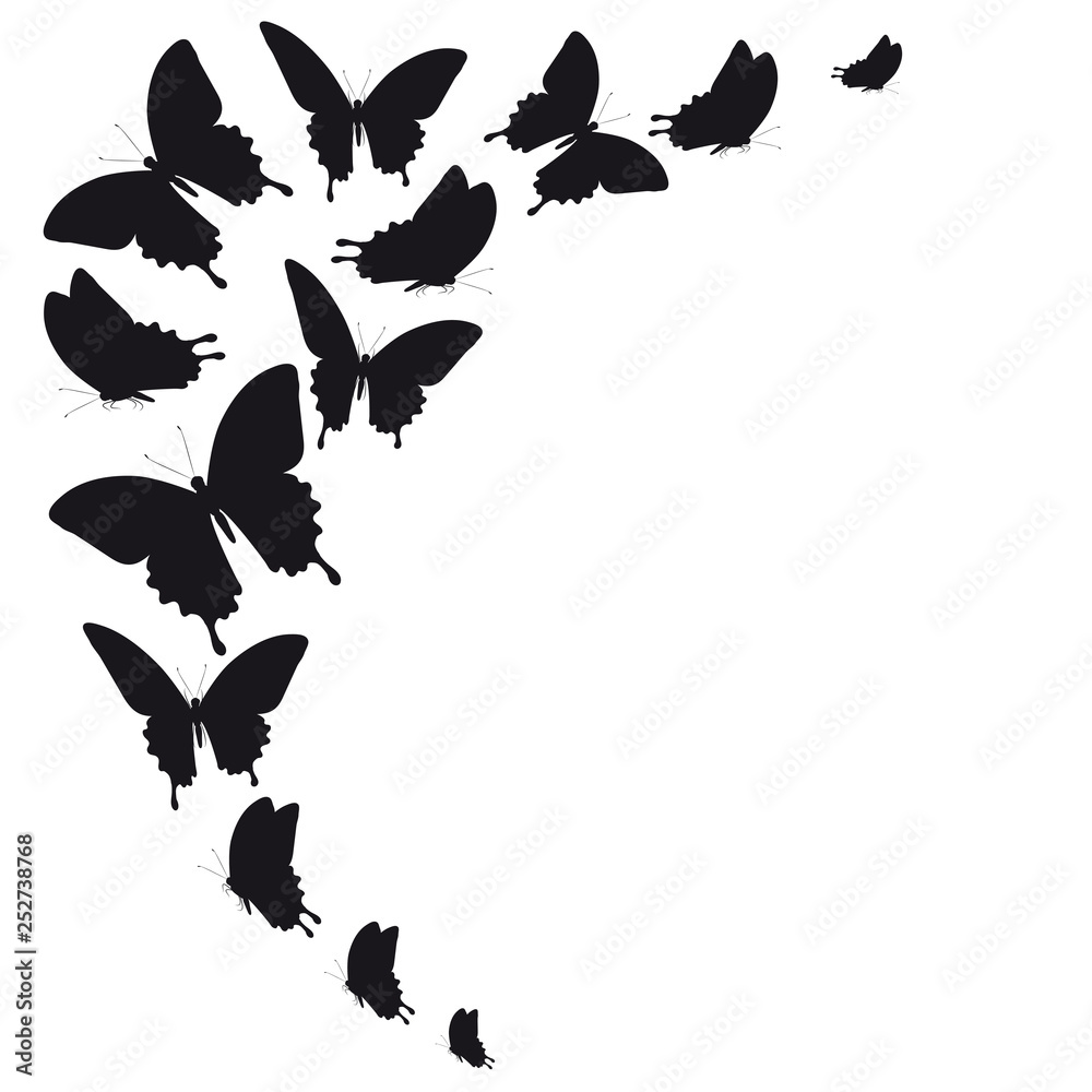 Fototapeta premium black butterfly, isolated on a white
