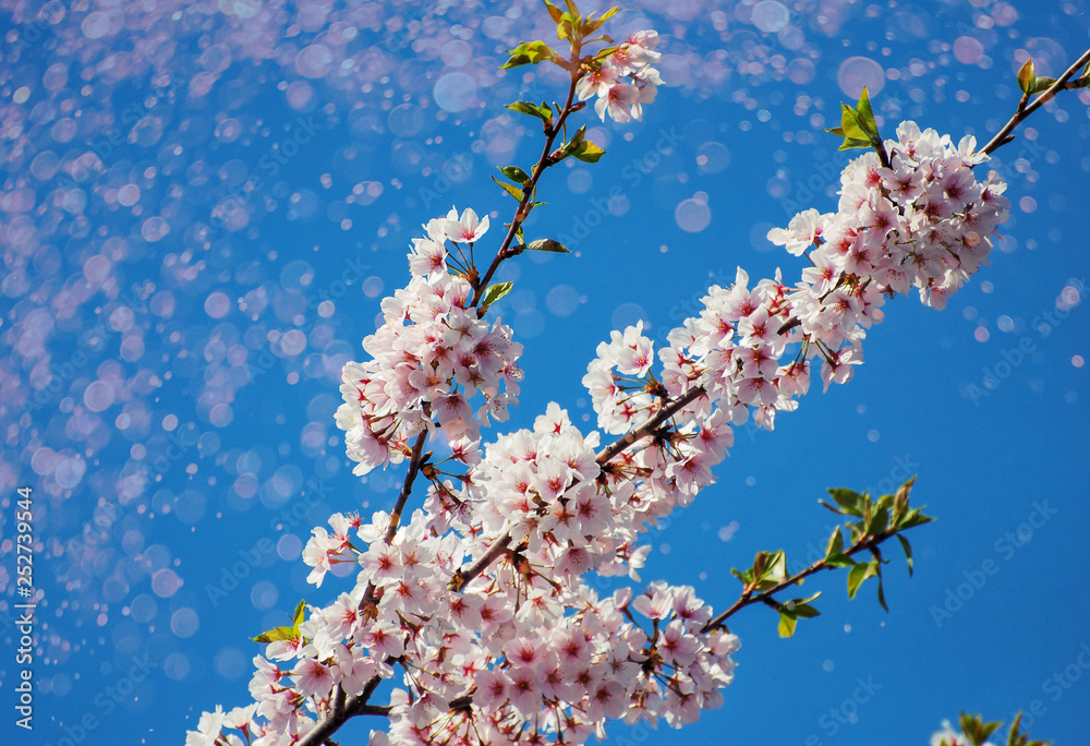 Blooming Cherry Blossoms with purple light overlays Blooming Cherry Blossoms with purple light overlays