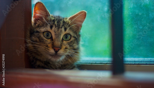 Photography wild cat