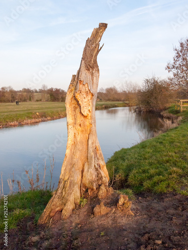 wooden tree bare trunk outside near river lush