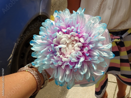 Pink and Blue Signle Flower photo