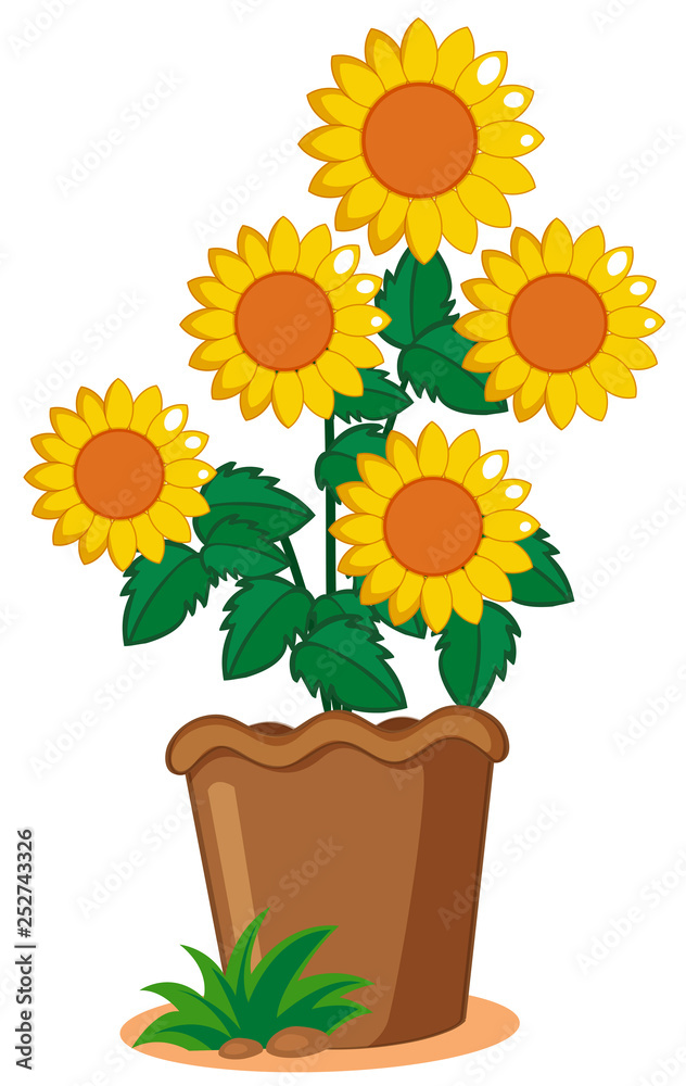 Sunflower plant in the pot