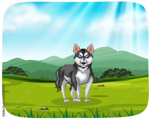 A husky in the pack background