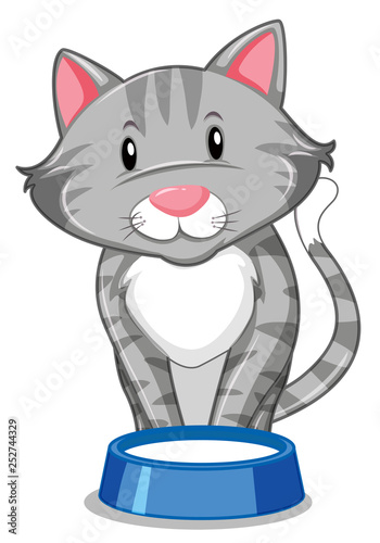 A grey cat with food tray